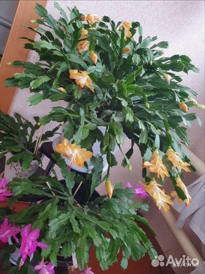 Цветы Декабрист, фикус, денежное дерево, эписция