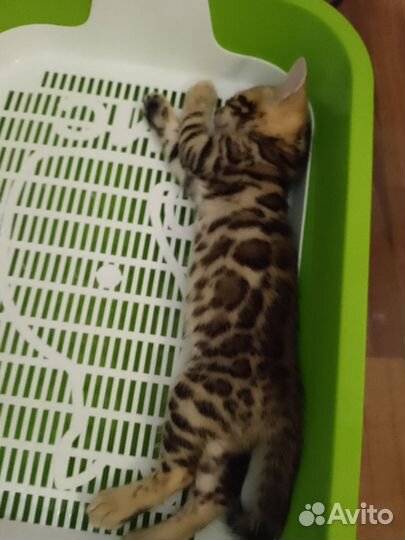 Бенгальский кот