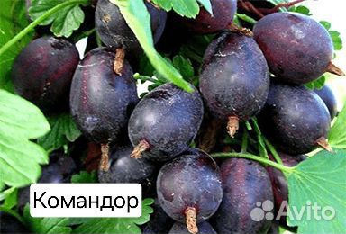 Бесшипый крыжовник Командор и Консул