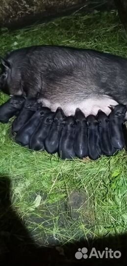 Вьетнамские вислобрюхие поросята. Хряк на племя