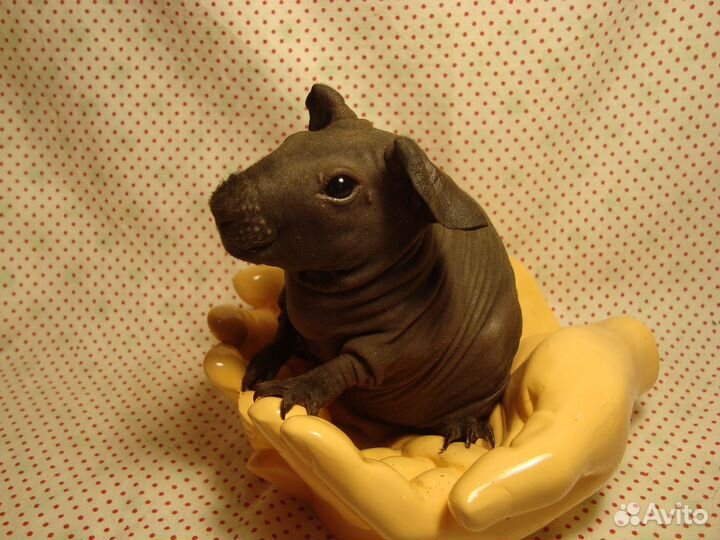 Морские свинки скинни