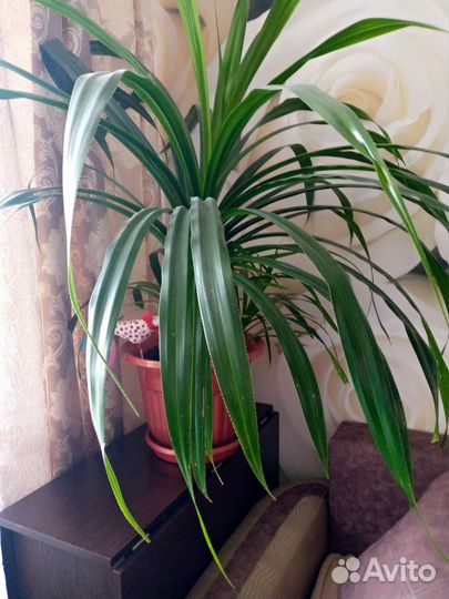 Панданус большой