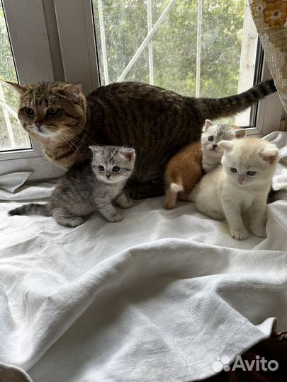 Британские котята