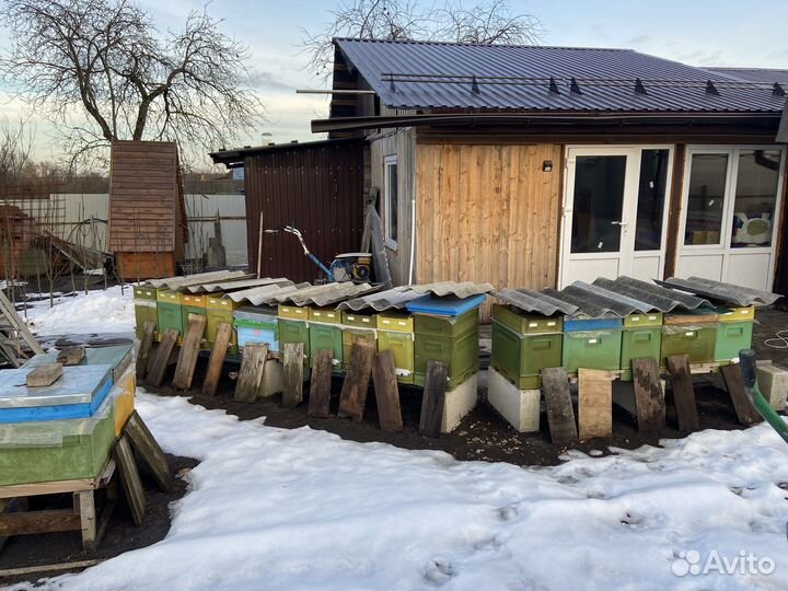 Пчелопакеты