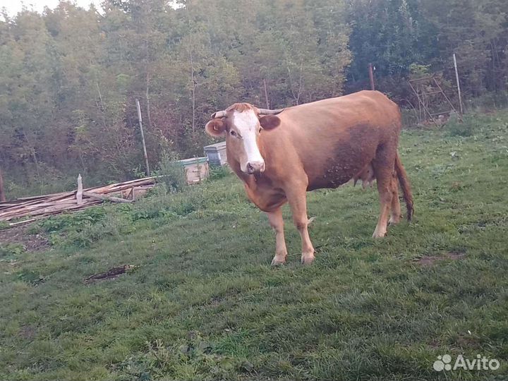 Бык,корова