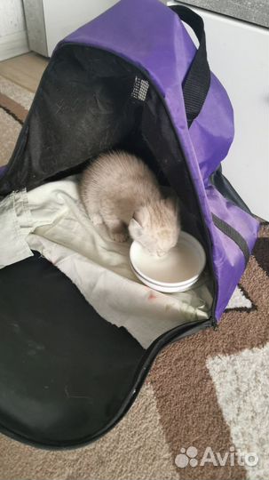 Котёнок