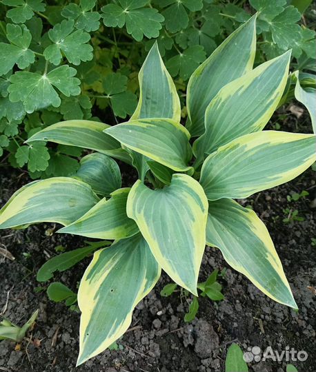 Хоста, медуница