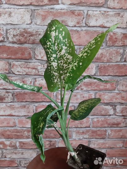 Диффенбахия