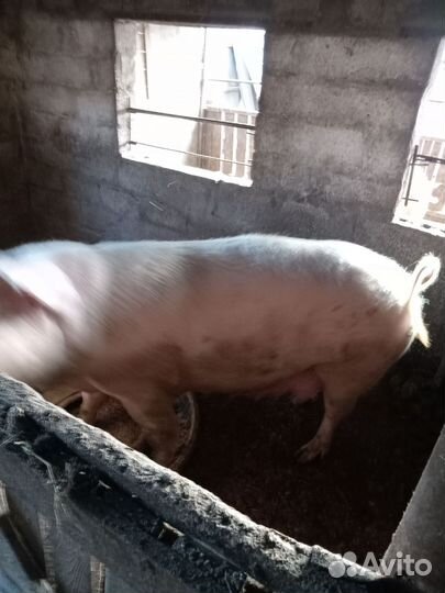 Домашняя свинья