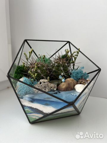Флорариум цветы суккуленты