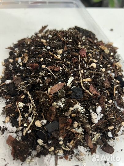 Грунт для ароидных