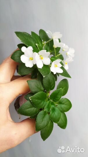 Фиалка Hunter's Wedding Bells