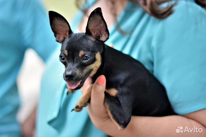 Вязка той-терьер мини