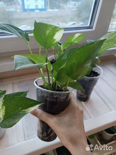 Эпипремнум Золотистый. Отводки