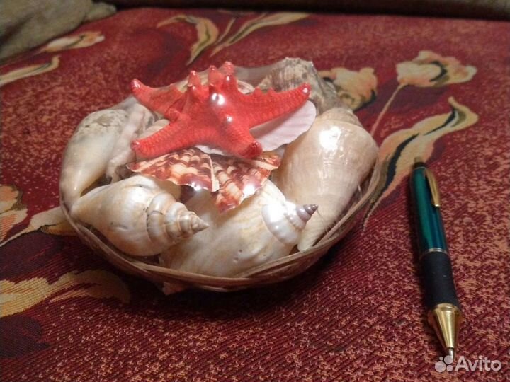 Ракушки с тёплого моря