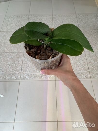 Орхидея фаленопсис грандифлора