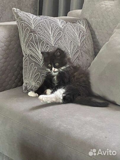 Пушистый котенок (маркиз) Дюша