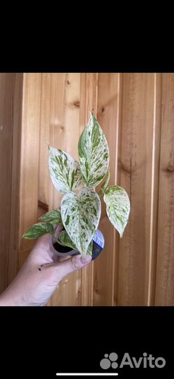 Эпипремнум марбл квин