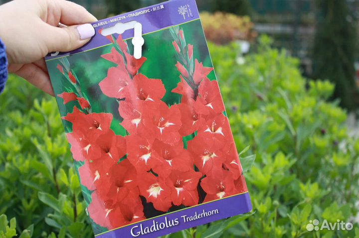 Луковицы Гладиолуса