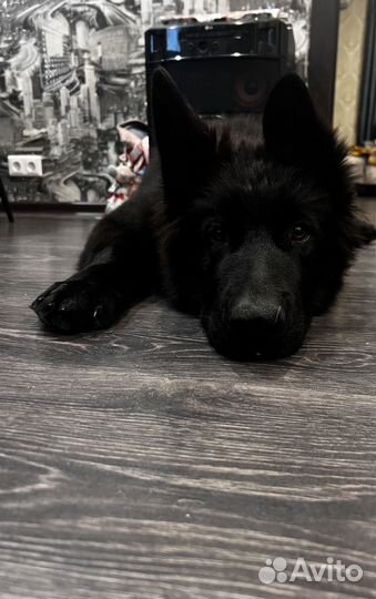 Черная немецкая овчарка