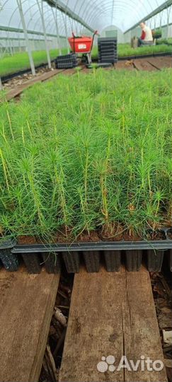 Саженцы сосны и ели окс от производителя