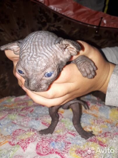 Канадский сфинкс котята