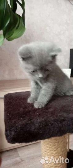 Британские котята