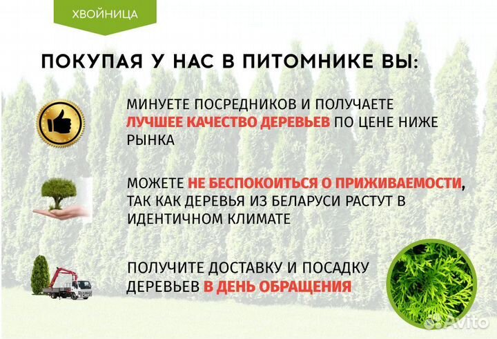 Туи Ростовка большая 8 м