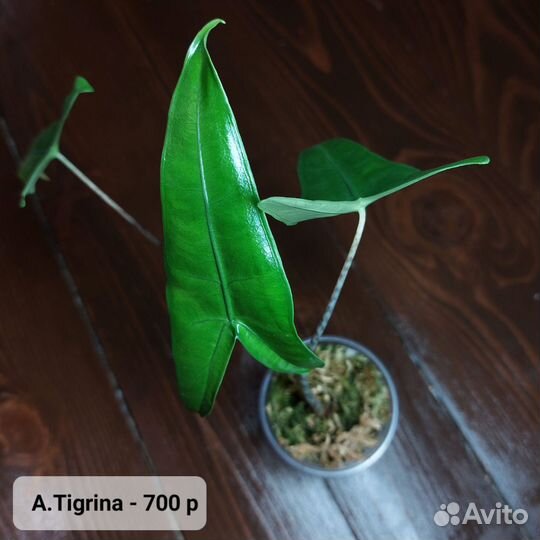 Alocasia