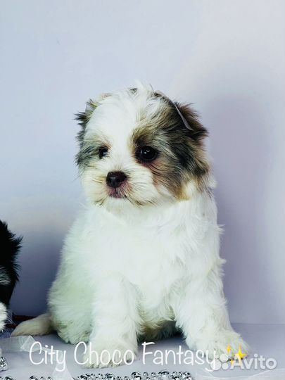 Шоколадный йорк девочка