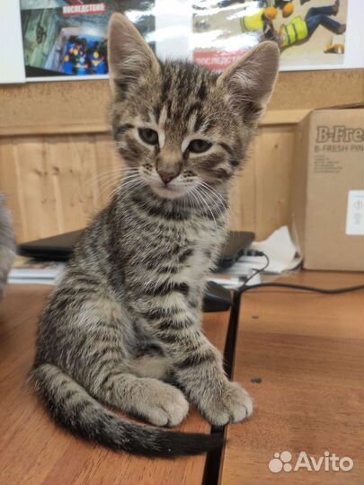 Котята в дар приучены к лотку