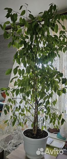 Фикус бенджамина пестролистный