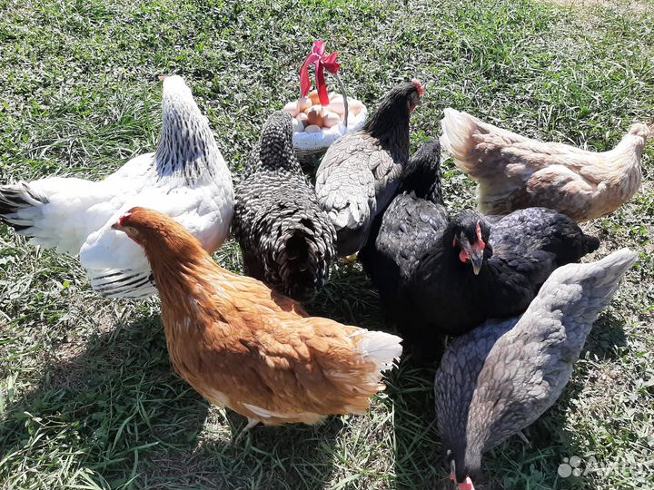 Куры молодые несушки