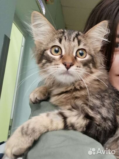 Котёнок Мелисса