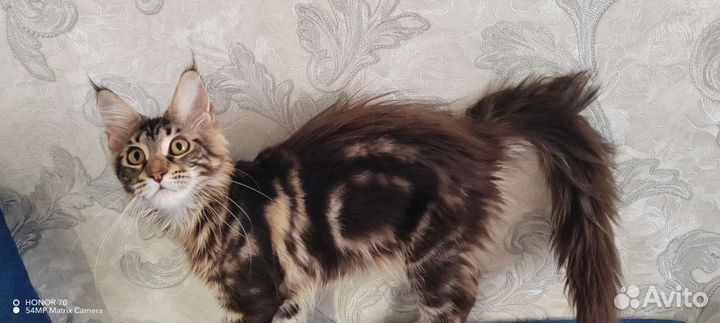 Котята мэйн кун