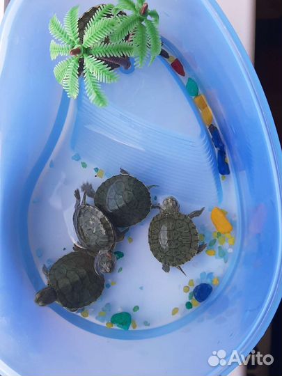 Декоративные черепашки