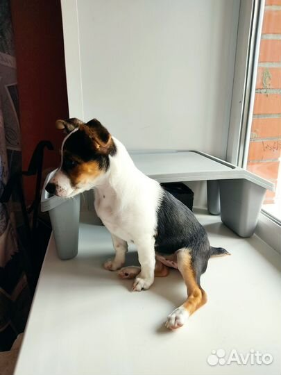 Джек Рассел девочка