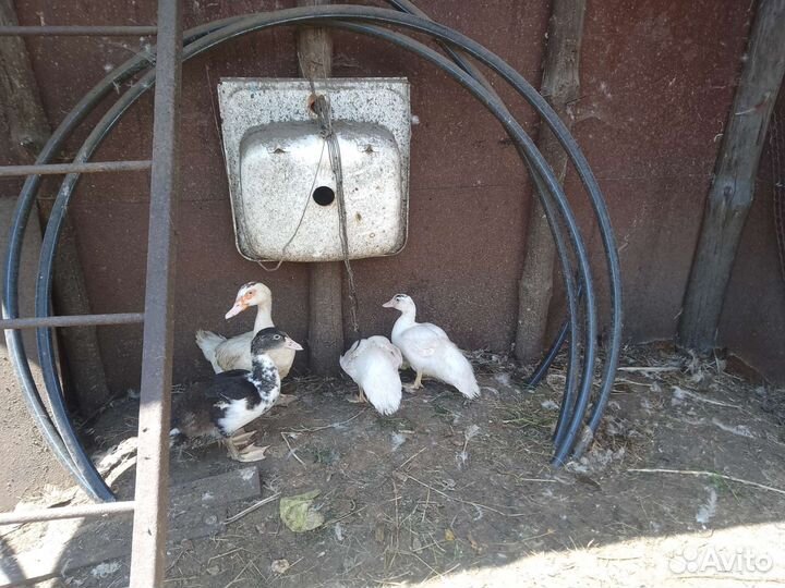 Мускусные индоутята