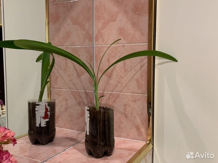 Кливия красная