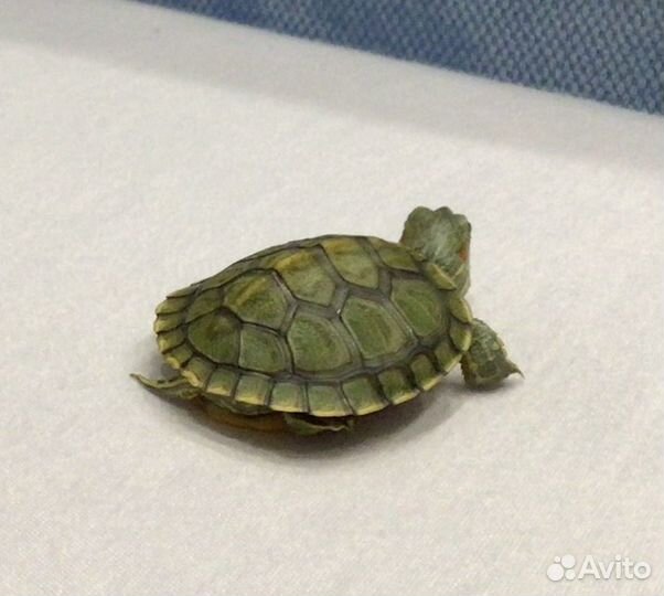 Красноухая черепаха