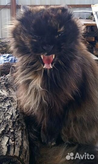 Кошка,кошечка