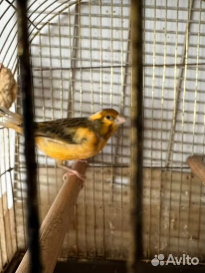 Самец кенор