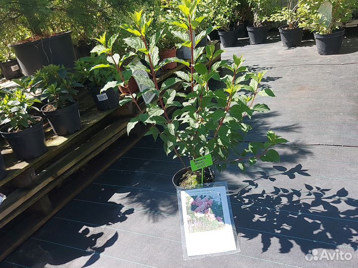 Гортензия Ванила Фрейз