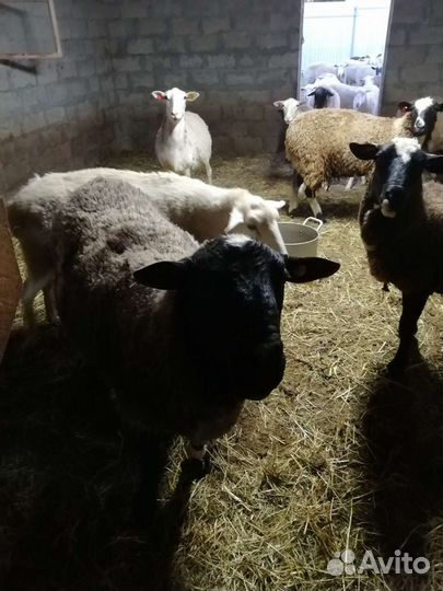 Овцы бараны дорпер тексель