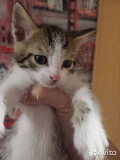 Котята в добрые руки бесплатно