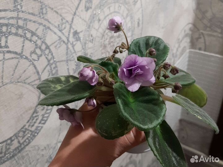 Фиалка ретро