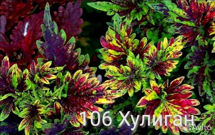 Набор колеусов 1