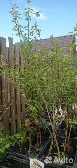 Саженцы 3 плодовых дерева