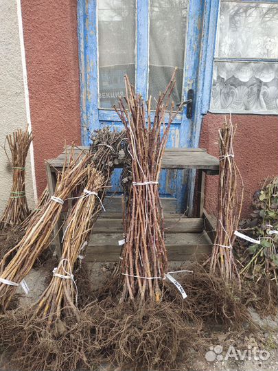 Саженцы ежевики и ежемалины большой выбор сортов