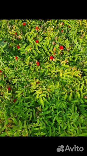 Земляничная малина Акция